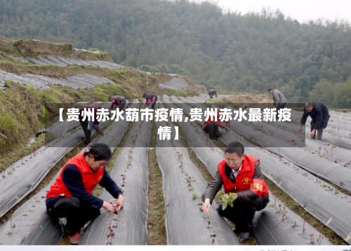 【贵州赤水葫市疫情,贵州赤水最新疫情】