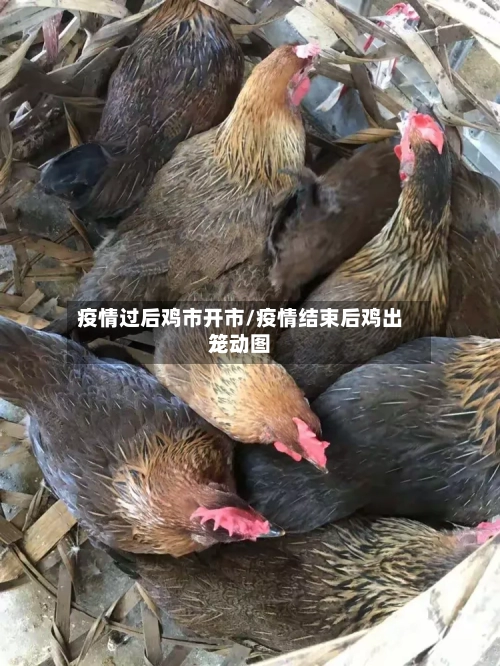 疫情过后鸡市开市/疫情结束后鸡出笼动图