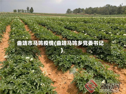 曲靖市马鸣疫情(曲靖马鸣乡党委书记)