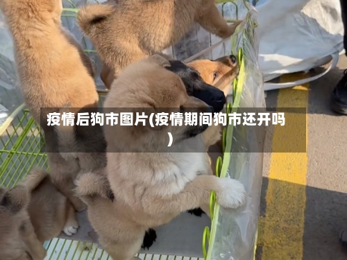 疫情后狗市图片(疫情期间狗市还开吗)
