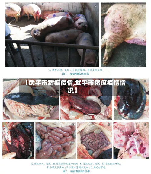 【武平市猪瘟疫情,武平市猪瘟疫情情况】
