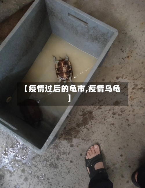 【疫情过后的龟市,疫情乌龟】