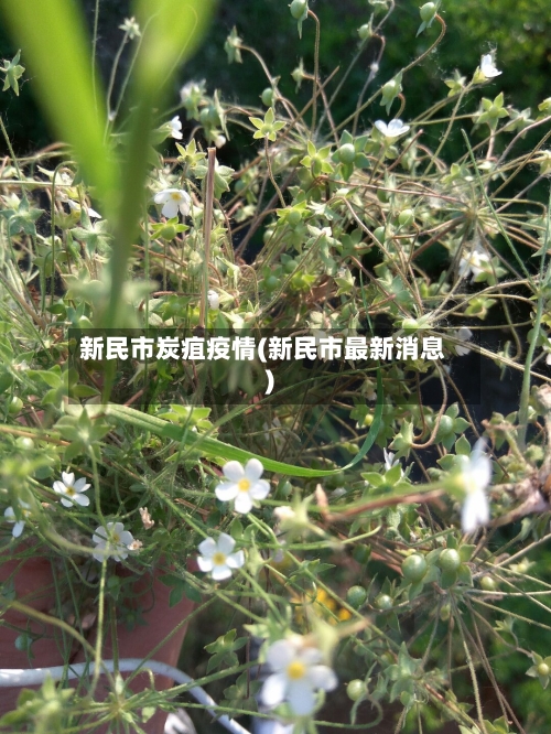 新民市炭疽疫情(新民市最新消息)-第3张图片