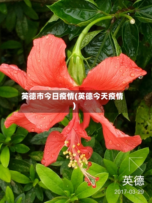 英德市今日疫情(英德今天疫情)