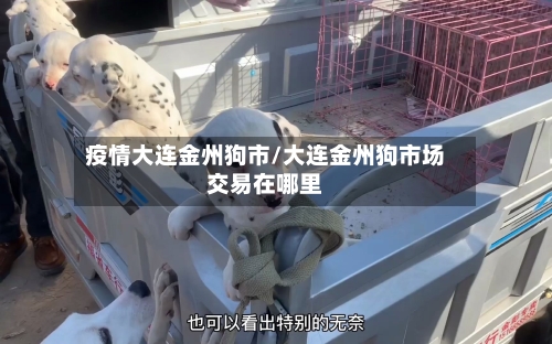疫情大连金州狗市/大连金州狗市场交易在哪里