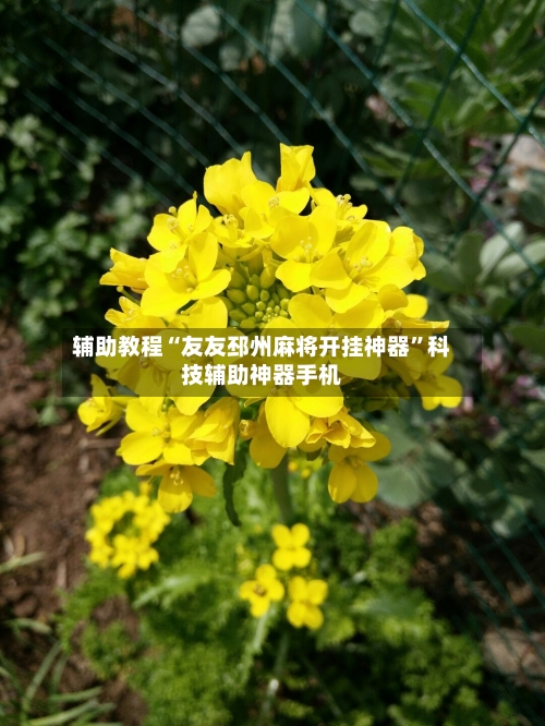 辅助教程“友友邳州麻将开挂神器”科技辅助神器手机-第2张图片