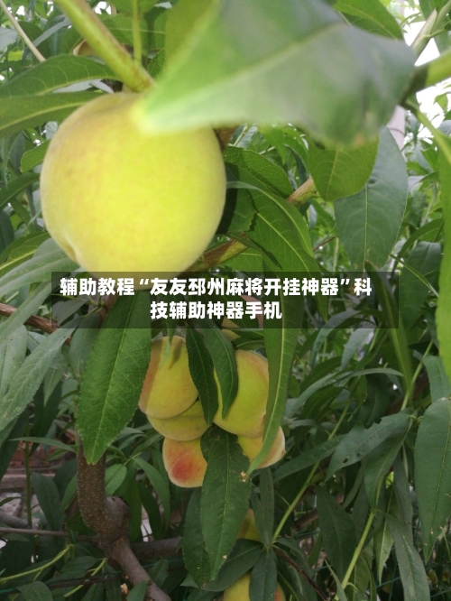 辅助教程“友友邳州麻将开挂神器”科技辅助神器手机-第3张图片