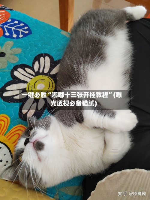 一键必胜“嘟嘟十三张开挂教程”(曝光透视必备猫腻)