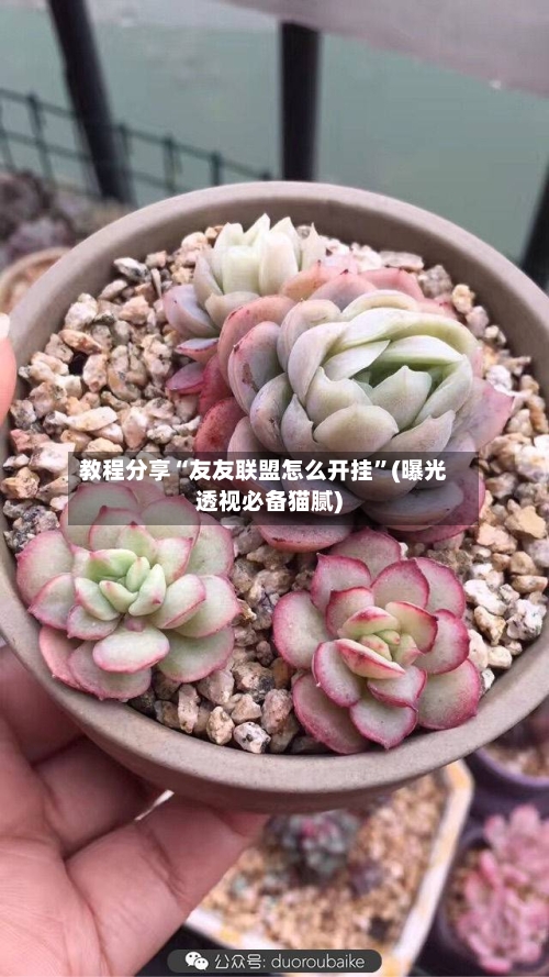 教程分享“友友联盟怎么开挂”(曝光透视必备猫腻)