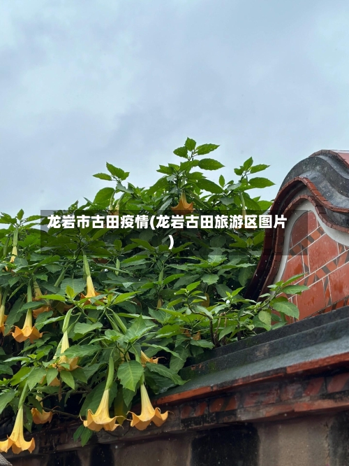龙岩市古田疫情(龙岩古田旅游区图片)-第2张图片