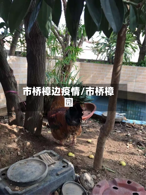 市桥樟边疫情/市桥樟园