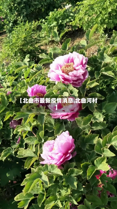 【北曲市最新疫情消息,北曲河村】-第2张图片