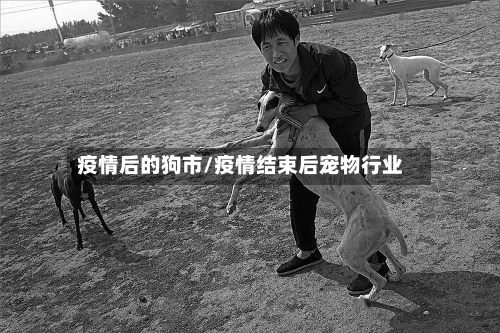 疫情后的狗市/疫情结束后宠物行业-第2张图片
