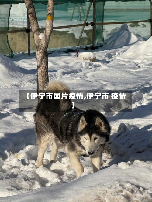 【伊宁市图片疫情,伊宁市 疫情】