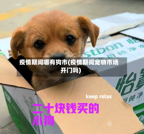 疫情期间哪有狗市(疫情期间宠物市场开门吗)-第3张图片
