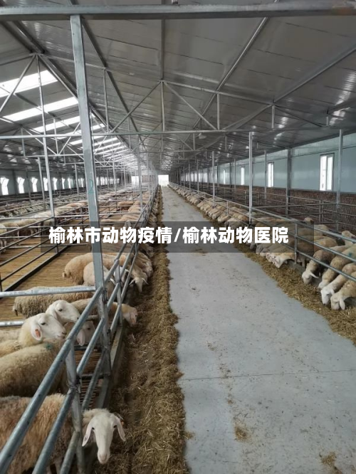 榆林市动物疫情/榆林动物医院