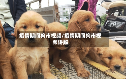 疫情期间狗市视频/疫情期间狗市视频讲解-第2张图片
